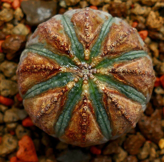 Euphorbia obesa BROWN ARROWS K5