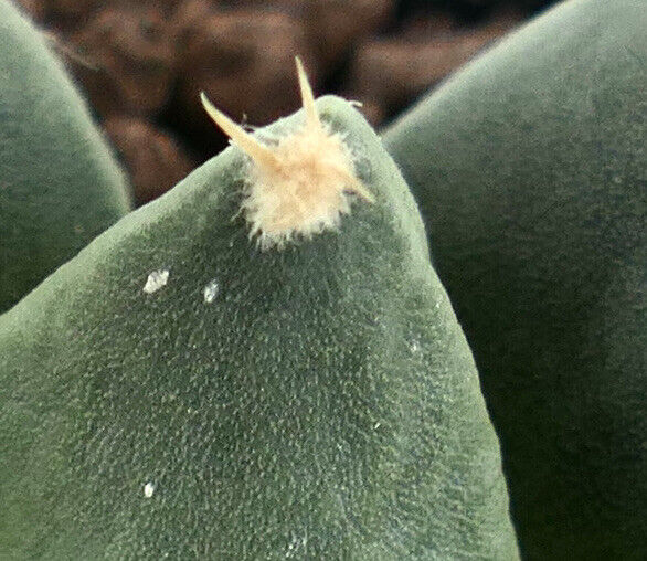 Ariocarpus trigonus X retusus (unusual final spine) HYBRID M5