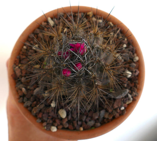 Eriosyce taltalensis var. transiens (North of Caldera, CHILE) 73