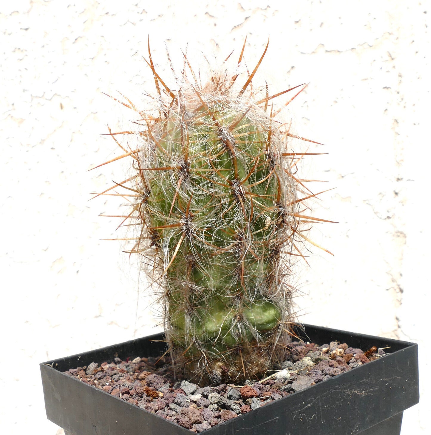 Oreocereus celsianus var. boliviensis FA4 14,5CM HIGH