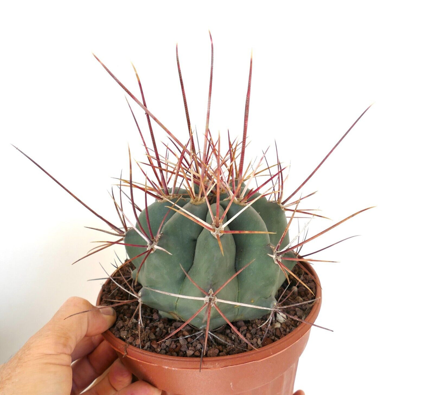 Ferocactus rectispinus 28A