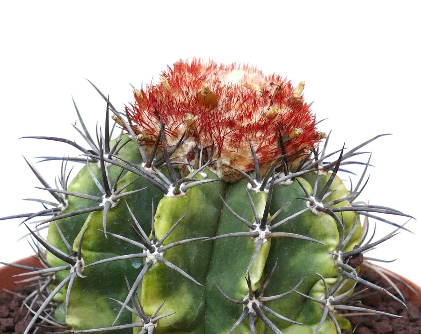 Melocactus bahiensis subs. amethystinus B25