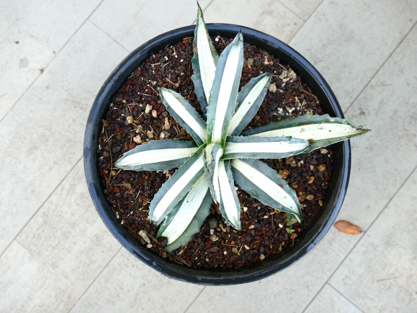 Agave americana alba MEDIOPICTA variegated 35Q