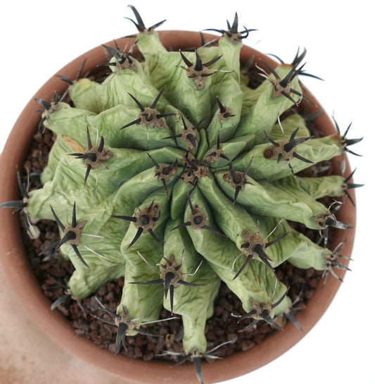 Ferocactus horridus SLIGHTLY SPIRALIS & black SPINES & light GREEN BODY QQ3