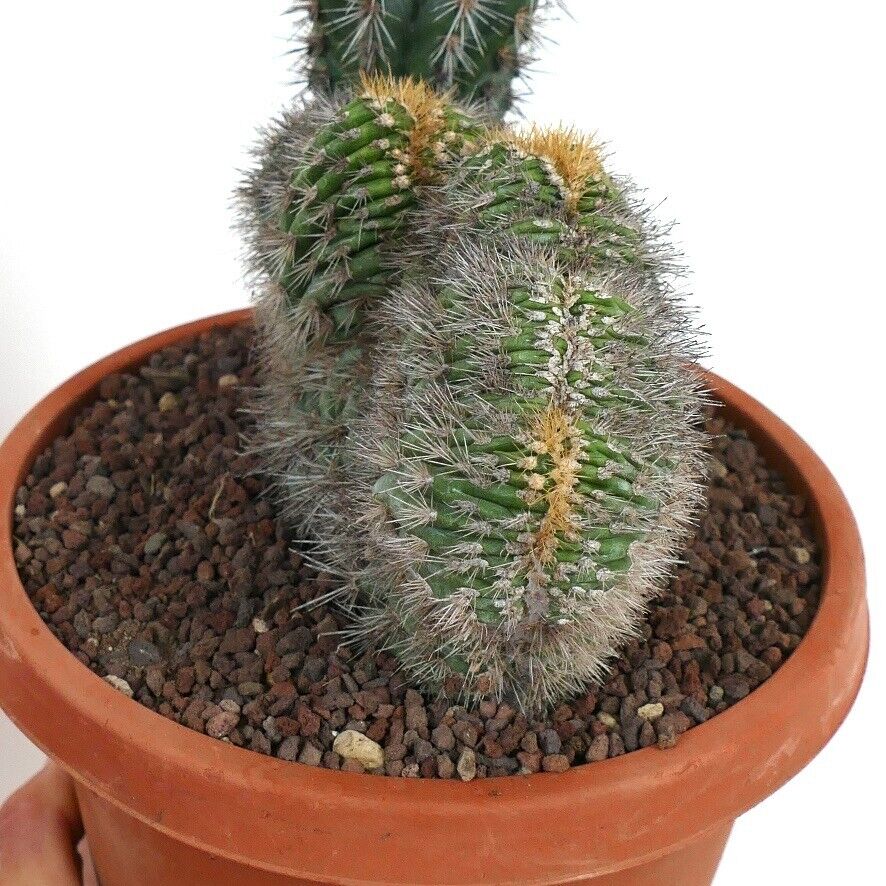 Pachycereus pringlei CRESTED & NORMAL shape 97R