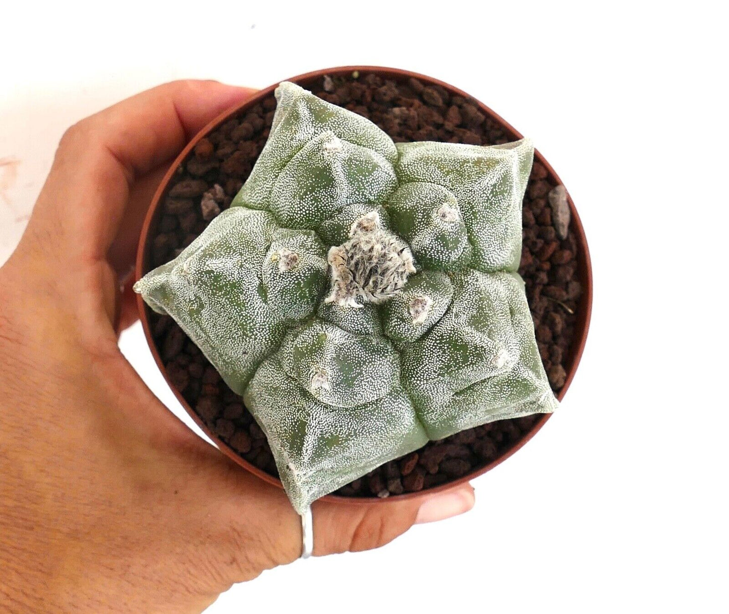 Astrophytum KIKKO SWAROVSKI PUNCTINATUM own roots PP/