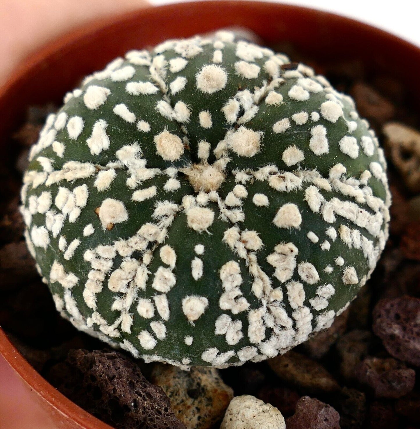 Astrophytum cv SUPERKABUTO Z0