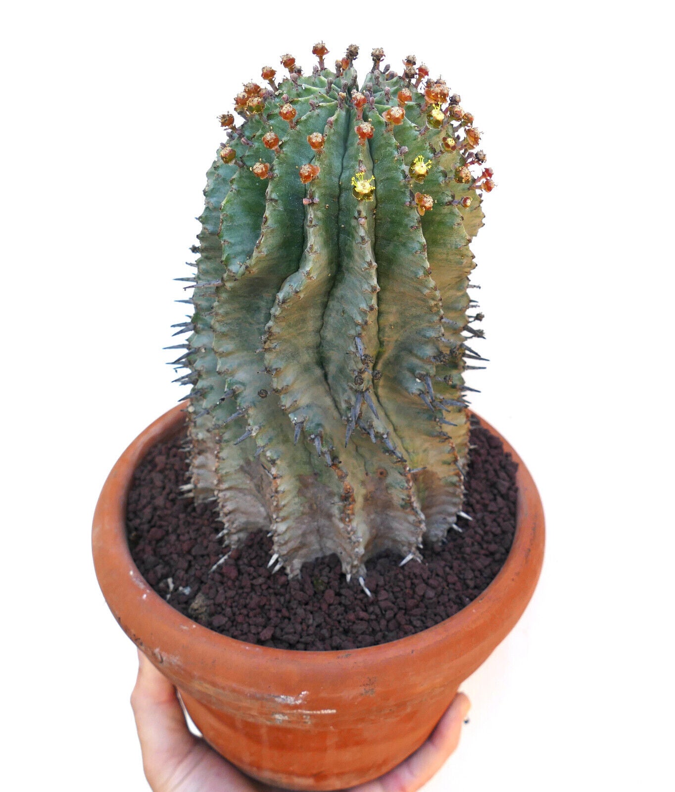 Euphorbia horrida OLD SPECIMEN ex private collection ZZ5