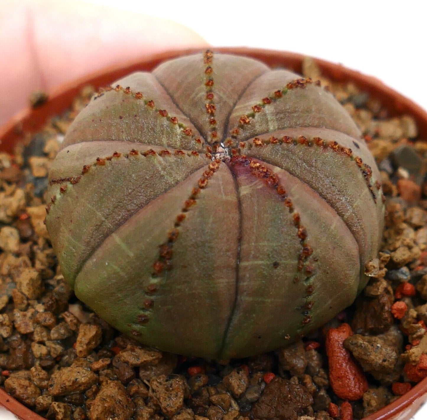 Euphorbia obesa BROWN L91