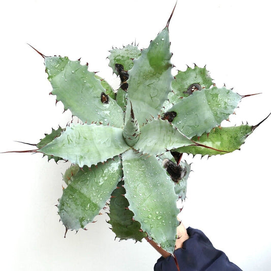 Agave verschaffeltii X Agave utahensis GREY (by Corsi) LONG FINAL SPINES 400Y