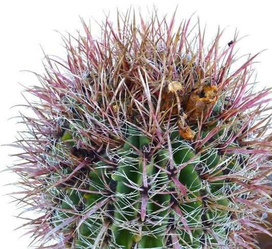 Ferocactus stainesii subspecies. zacatensis (Zacatecas, MEXICO) SEMI