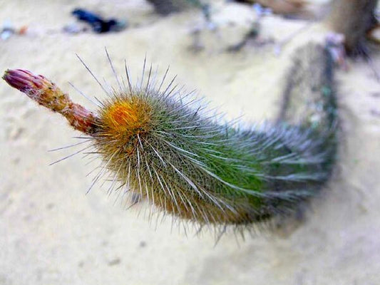 Haageocereus pacalaensis SEEDS