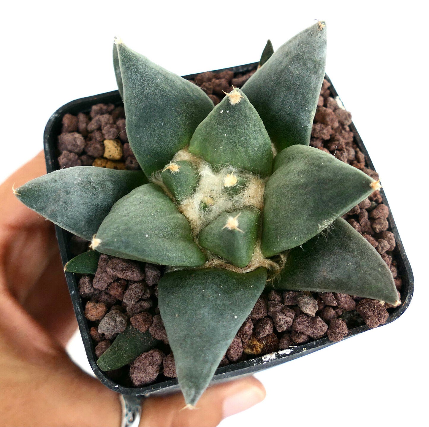 Ariocarpus trigonus X retusus (unusual final spine) HYBRID M5