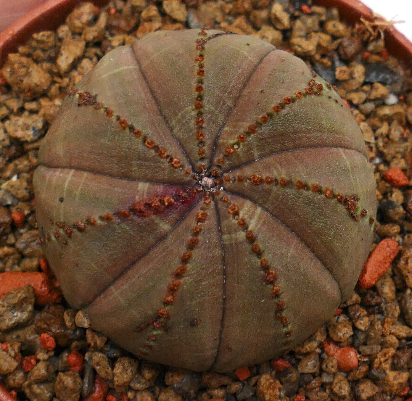 Euphorbia obesa BROWN L91