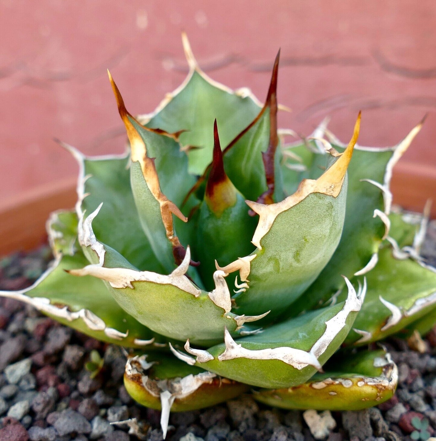 Agave titanota 3729