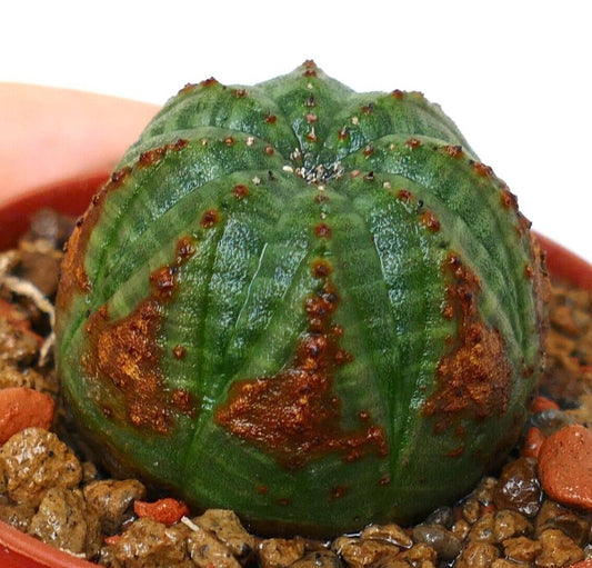 Euphorbia obesa BROWN ARROW & GREEN BODY T8-5.50