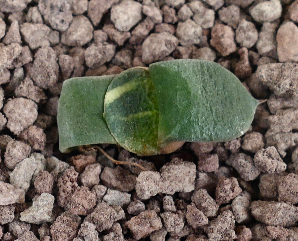 Gasteria armstrongii cv ZEUS AB4