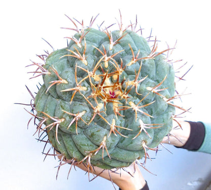 Thelocactus hexaedrophorus form SPIRALIS 2-3cm