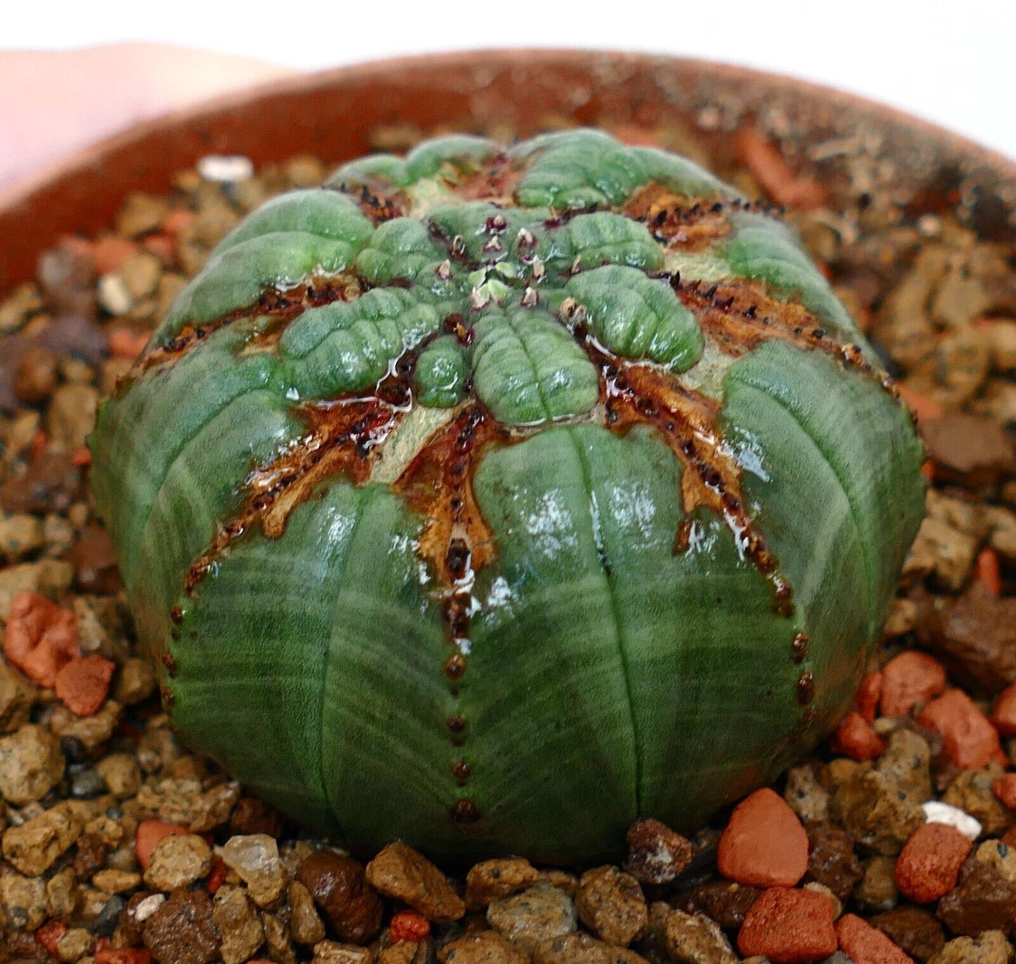 Euphorbia obesa PSK73