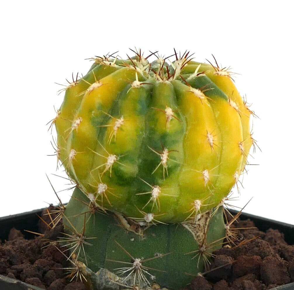 Matucana polzii VARIEGATED PP5