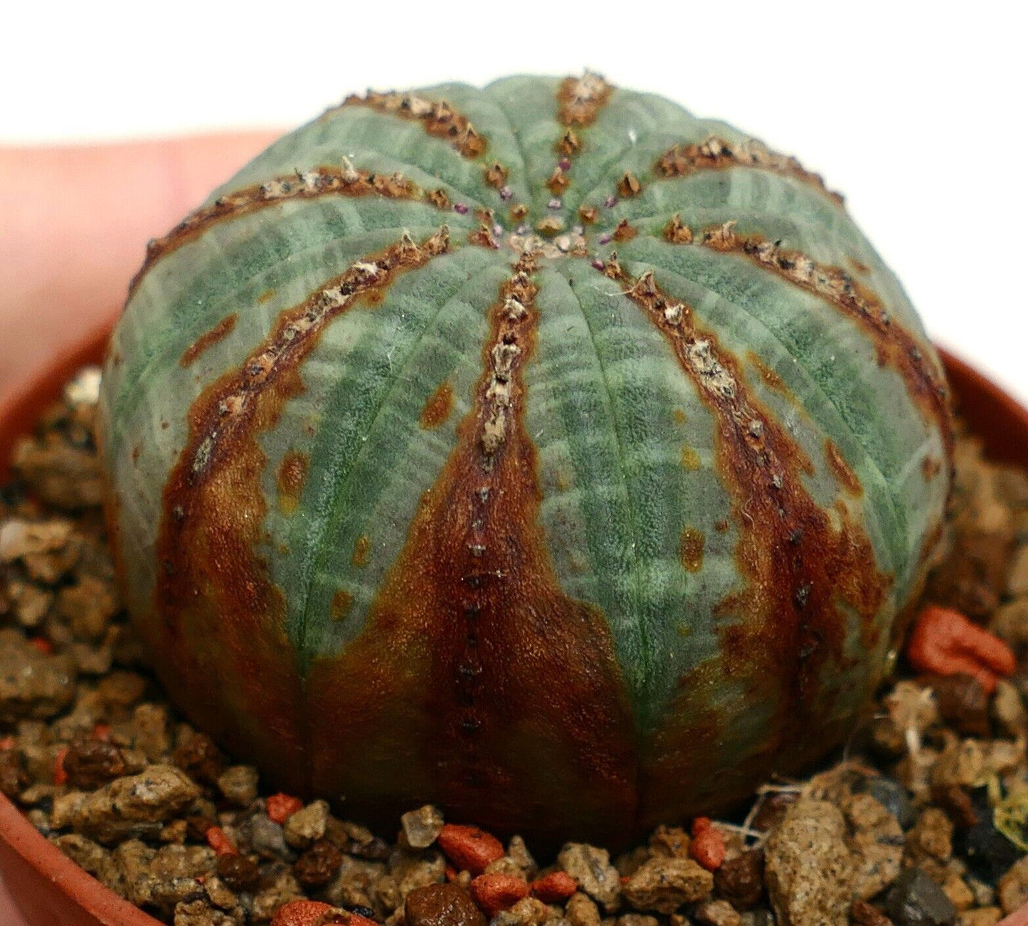 Euphorbia obesa BROWN LINES & ARROWS V71