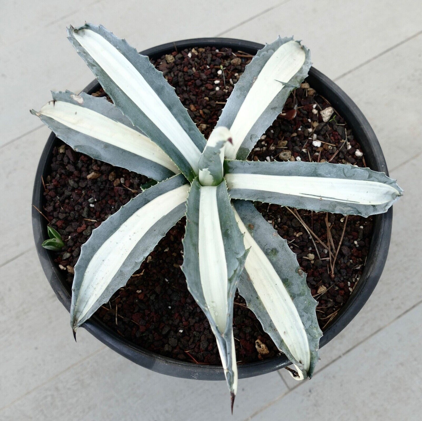 Agave americana alba MEDIOPICTA variegated 5657