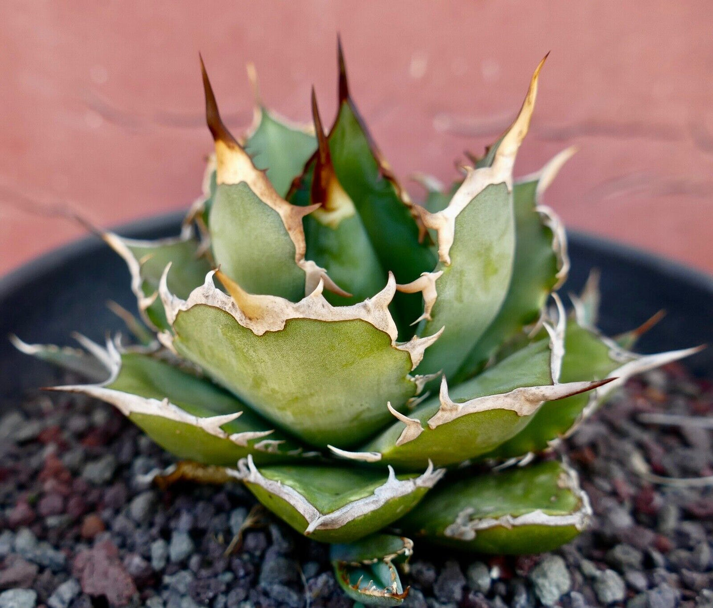 Agave titanota CT81