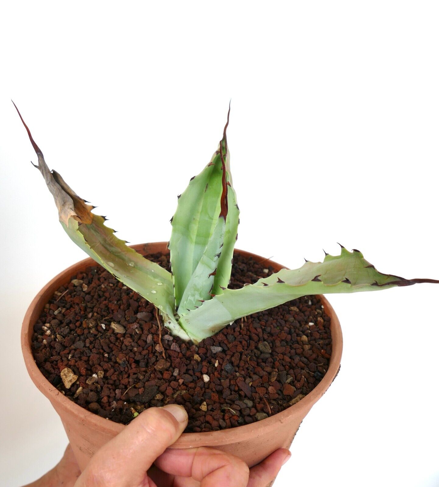 Agave bovicornuta X Agave utahensis (Mr Corsi) VARIEGATED N13