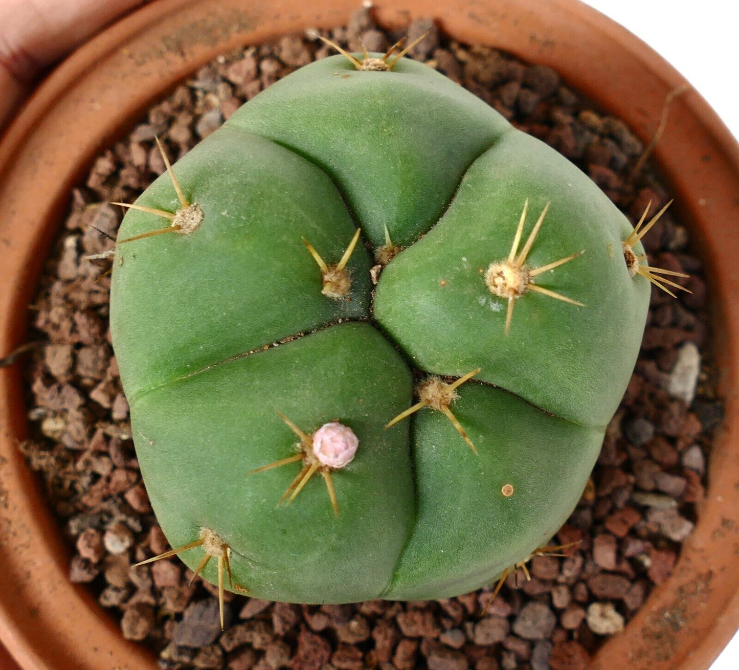 Gymnocalycium horstii A8R