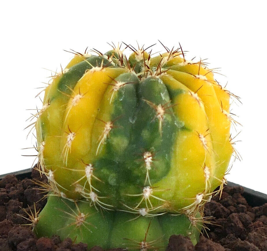 Matucana polzii VARIEGATED 4F