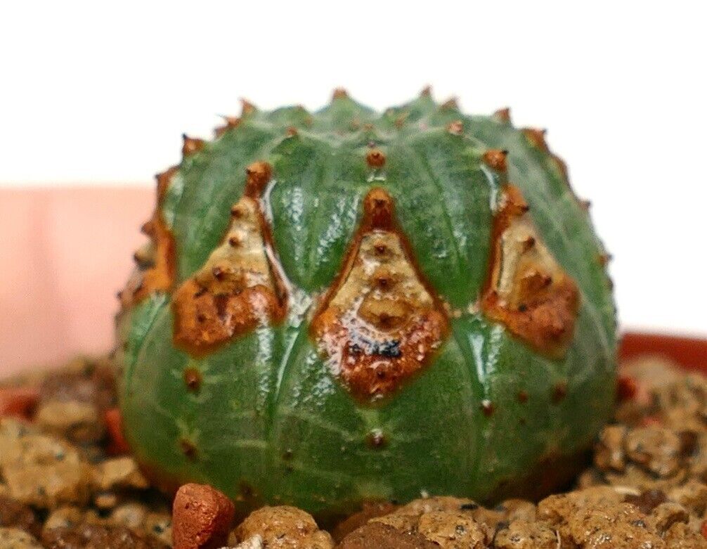 Euphorbia obesa LL800