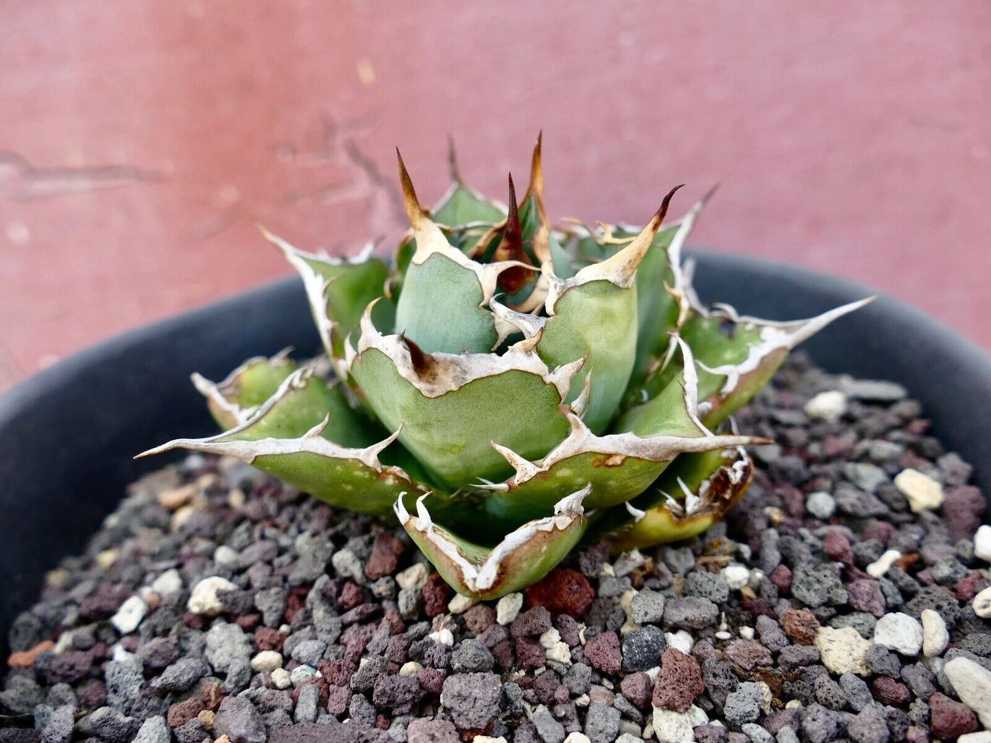 Agave titanota C81A