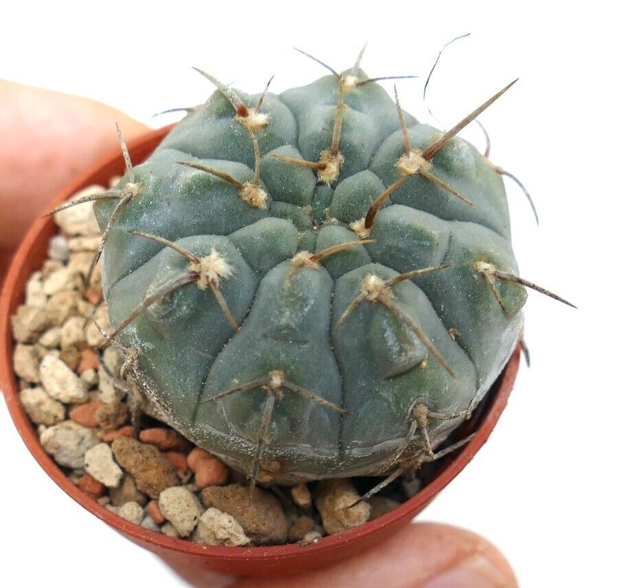 Gymnocalycium vatteri 456N