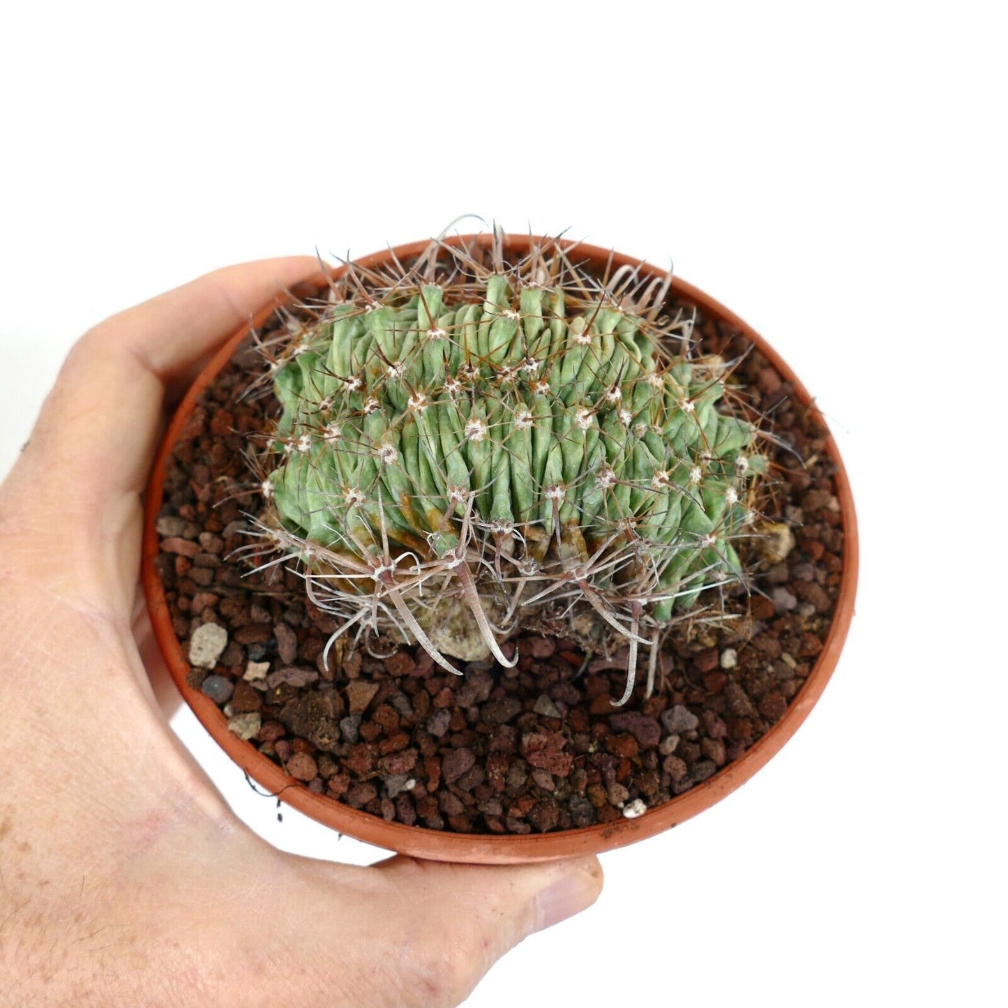 Ferocactus horridus CRESTED