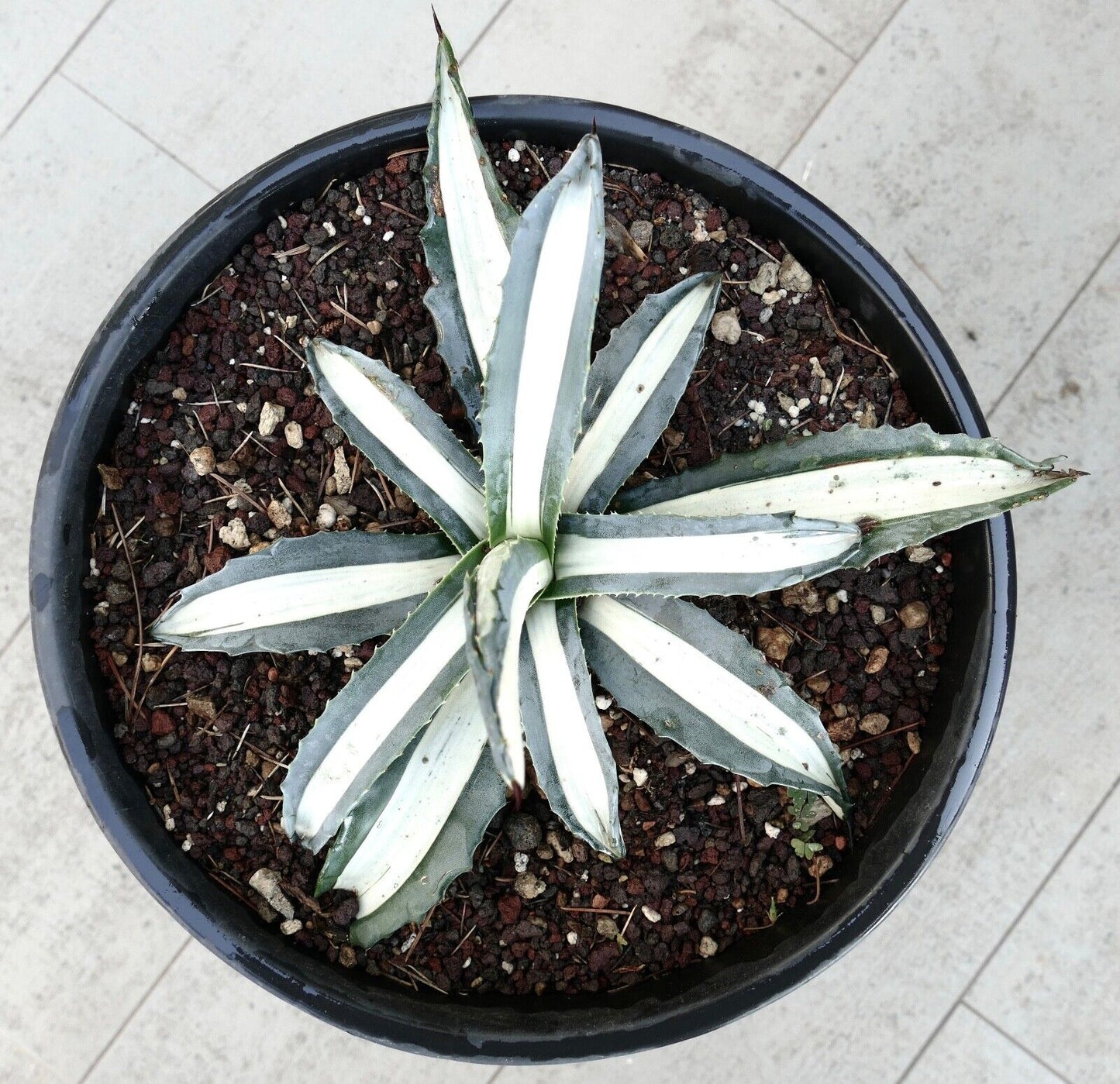 Agave americana alba MEDIOPICTA variegated 35Q