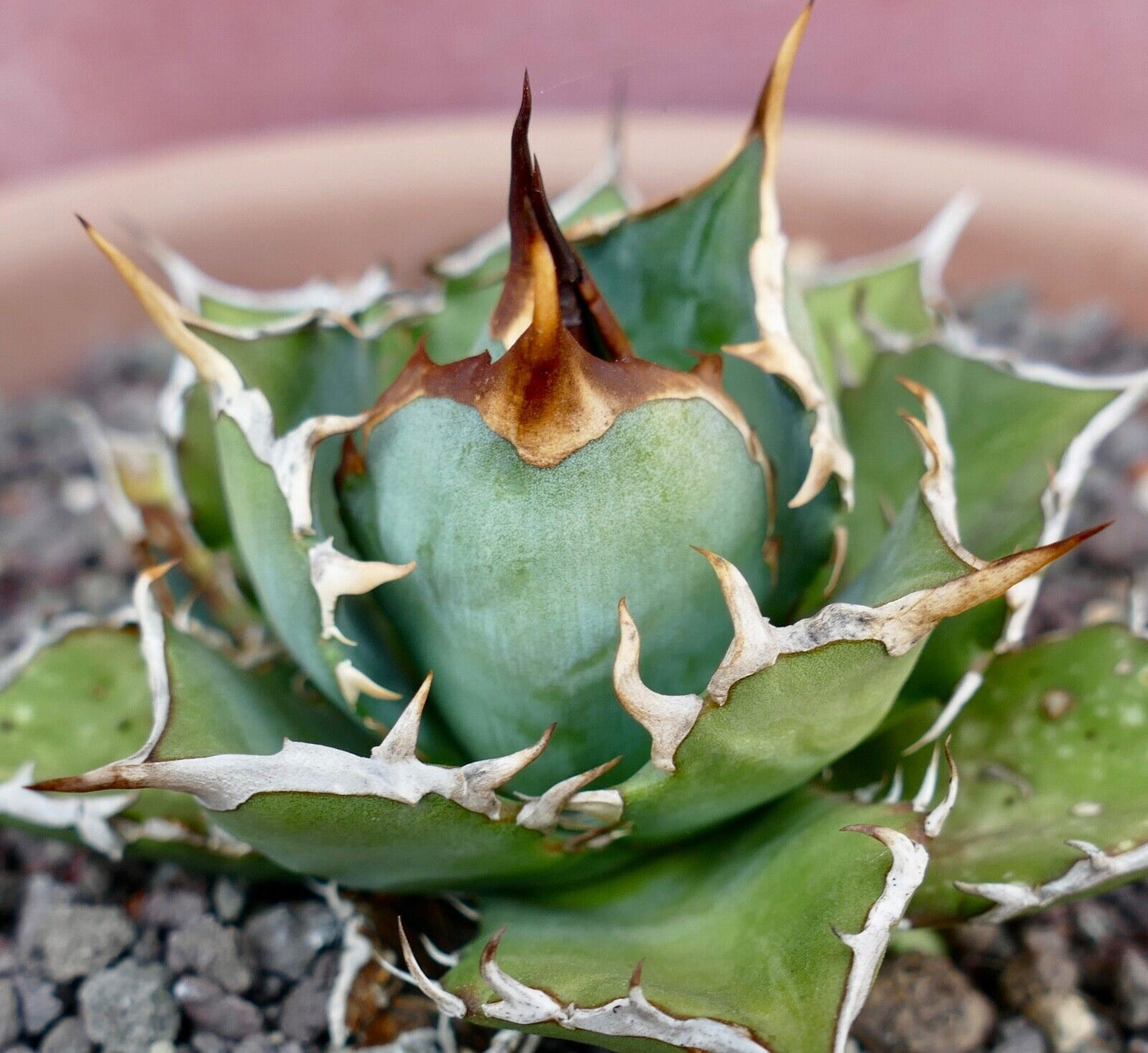 Agave titanota COMPACT & WILD STRONG SPINES 95L