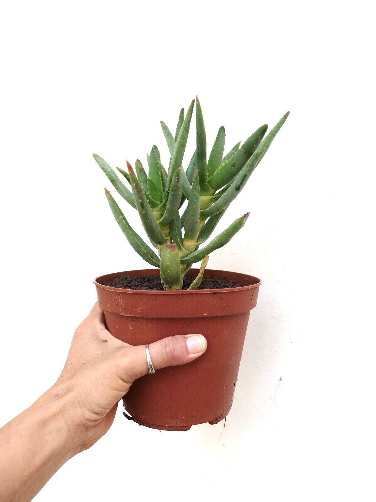 Aloidendron dichotomum (syn. Aloe dichotoma) PE14