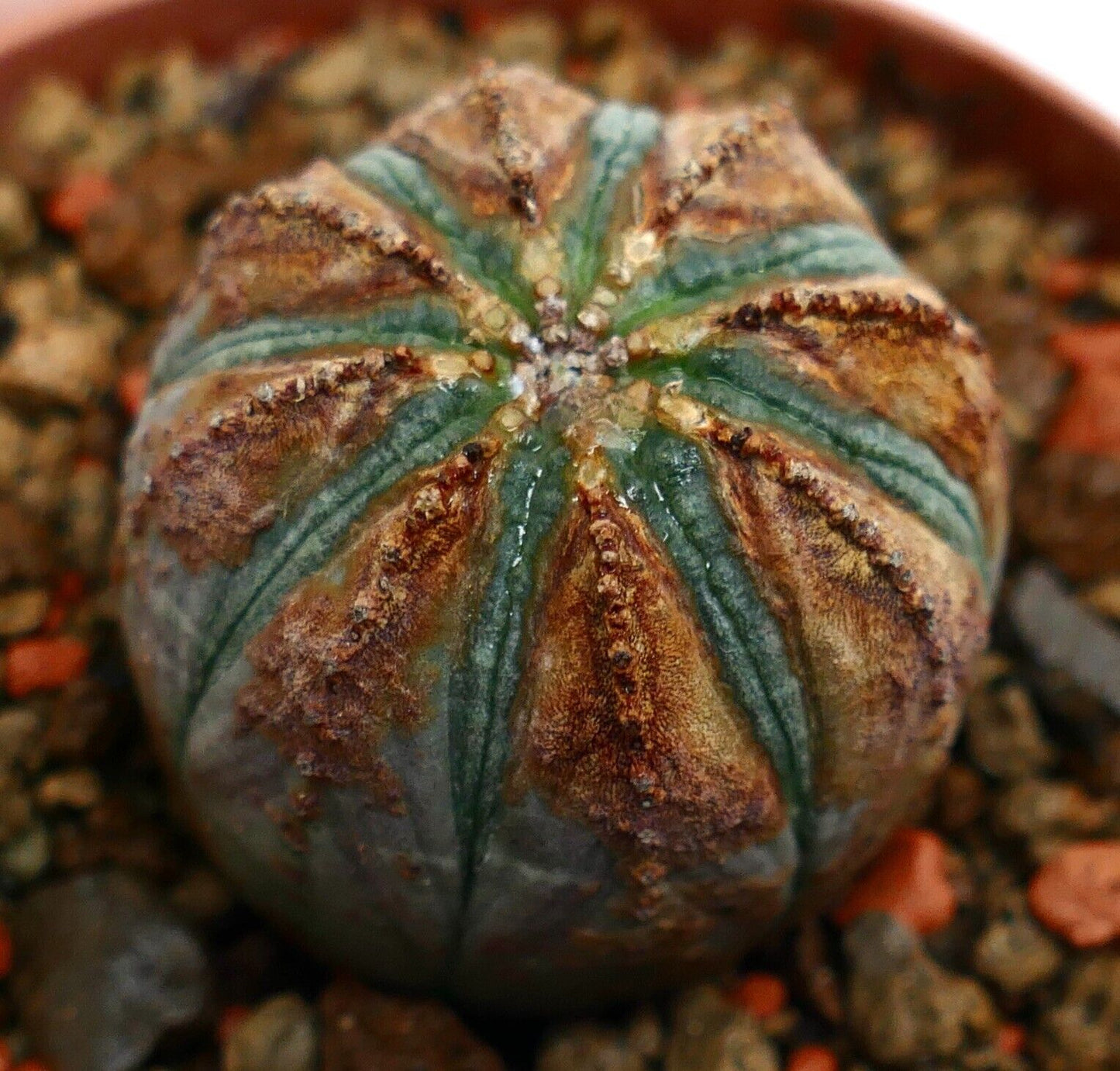 Euphorbia obesa BROWN ARROWS K5