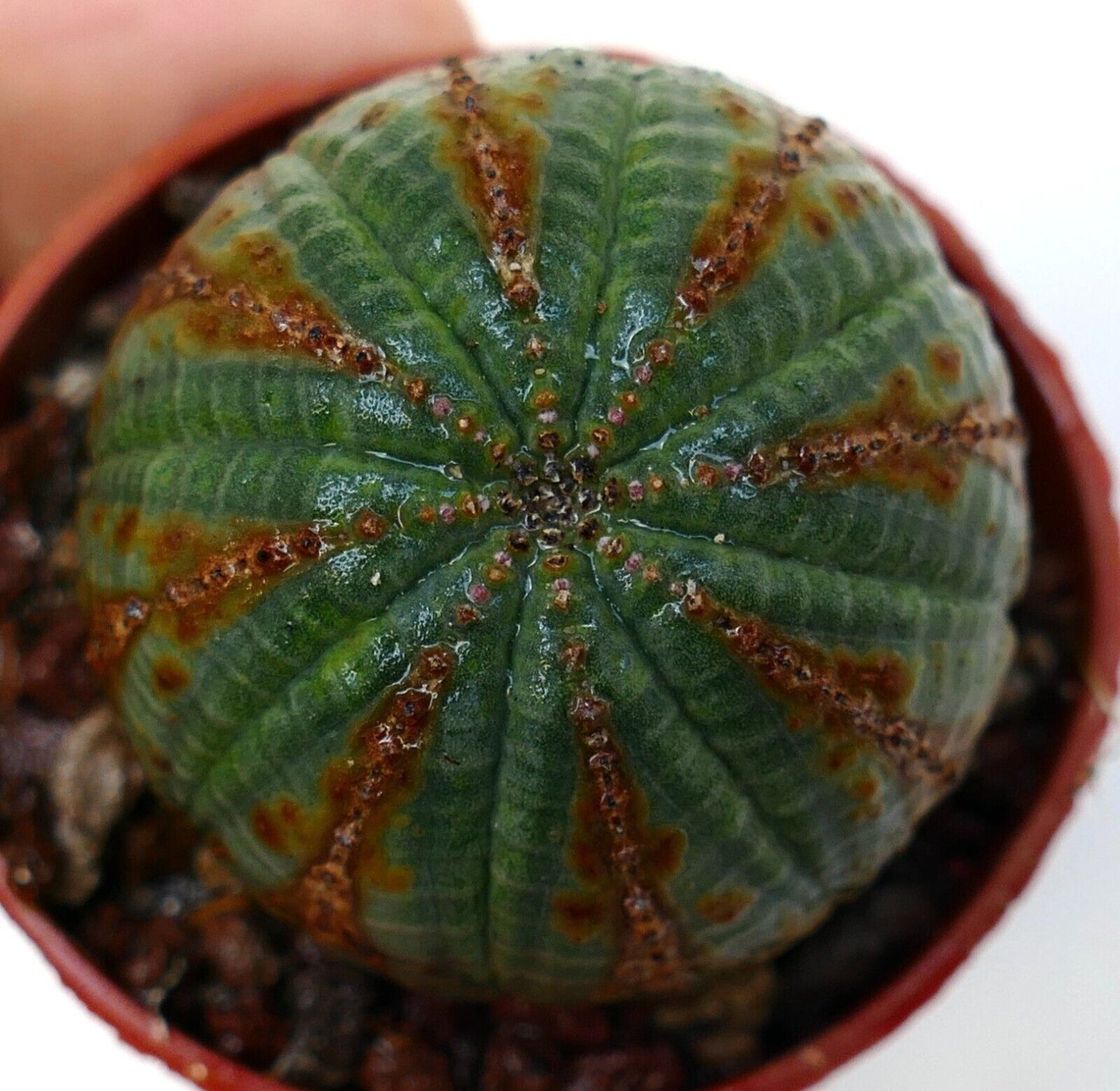 Euphorbia obesa SELECTED PATTERNS 5KP