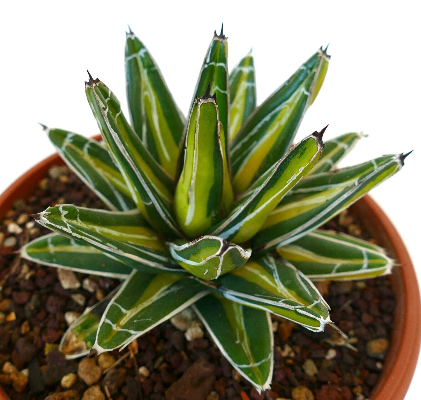 Agave victoriae reginae cv INDONESIAN GOLD VARIEGATED