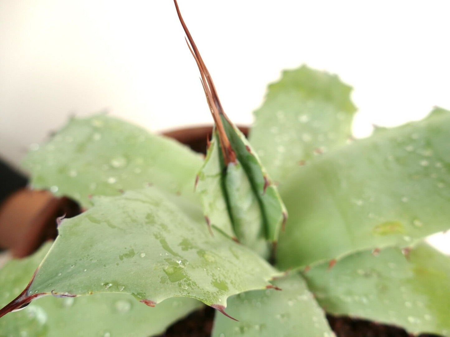 Agave potatorum X Agave utahensis (Mr Corsi HYBRID) FR26