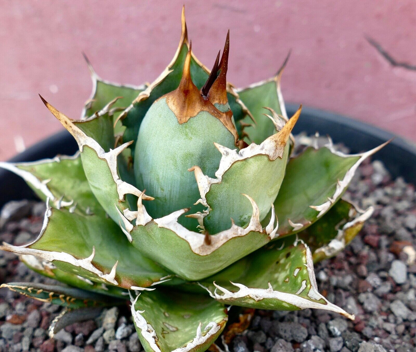 Agave titanota clone PANCOTTI 10B