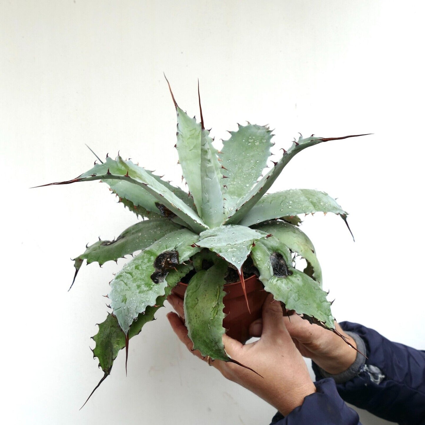 Agave verschaffeltii X Agave utahensis GREY (by Corsi) LONG FINAL SPINES 400Y