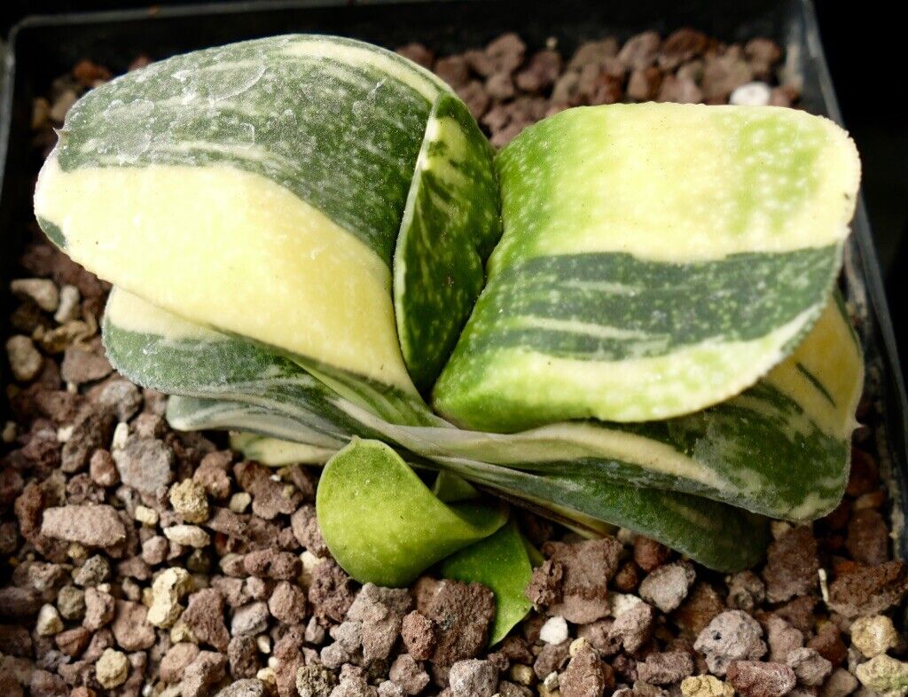 Gasteria armstrongii cv CLEOPATRA VARIEGATED A91