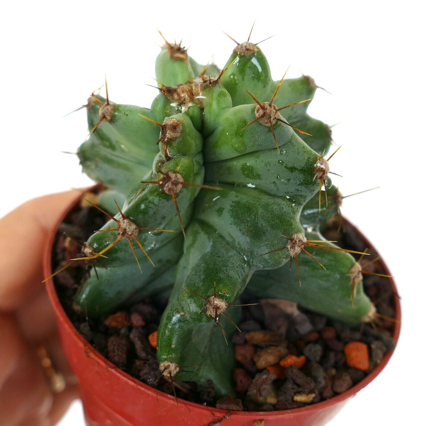 Cereus peruvians GREEN KIKKO FORM 45F