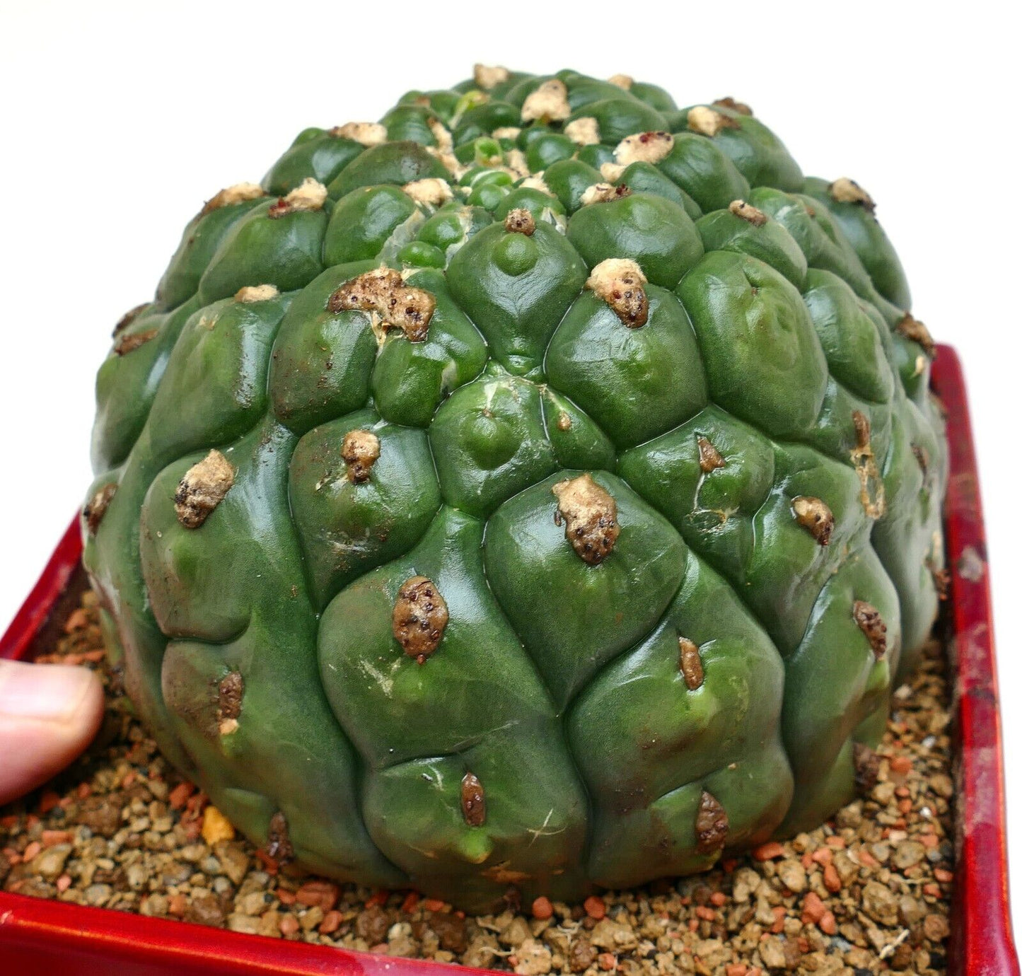 Gymnocalycium saglionis cv HULK nudum monstruosus