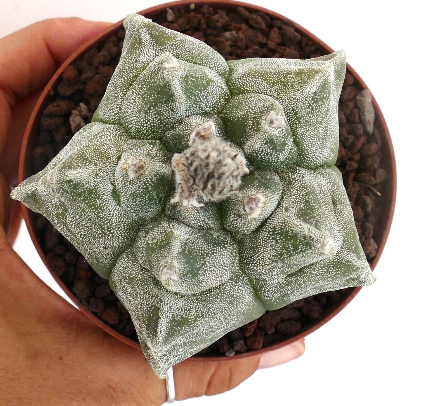 Astrophytum KIKKO SWAROVSKI PUNCTINATUM own roots PP/