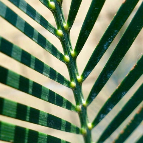 Macrozamia mountperriensis 26 cm (caudex)