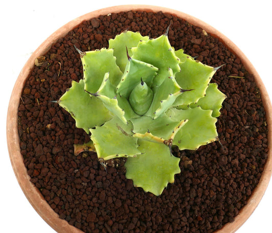 Agave potatorum cv "PETER PAN" MM4 ex Bascher clone