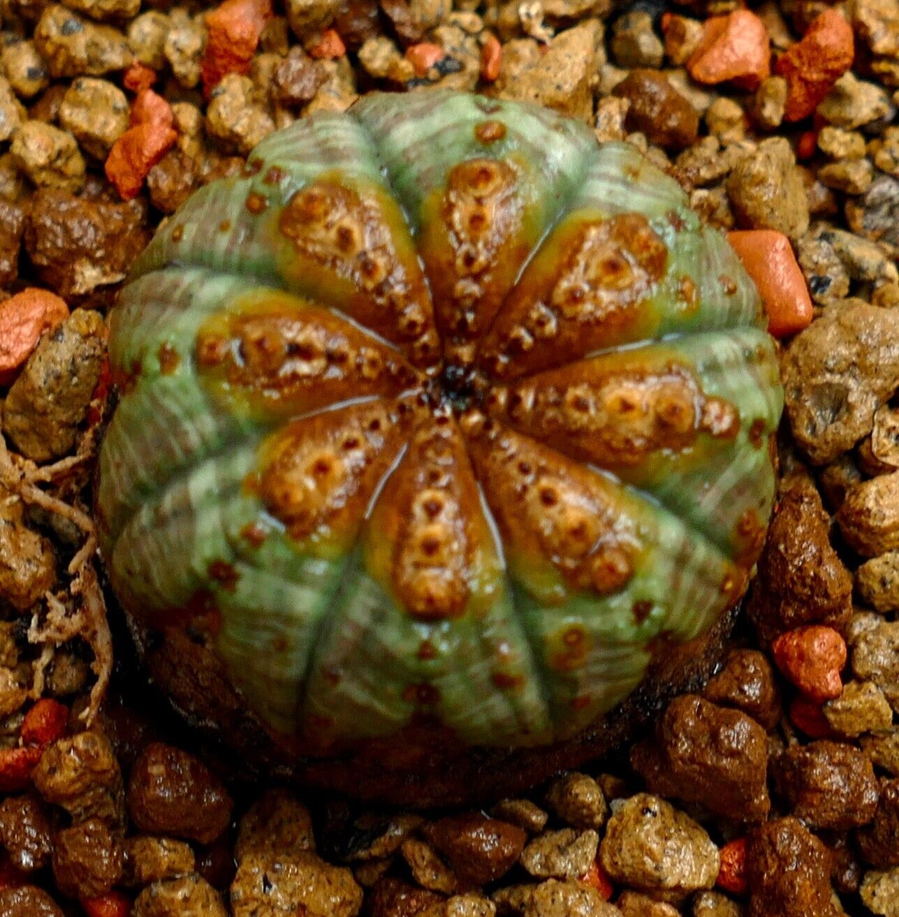 Euphorbia obesa 73M6